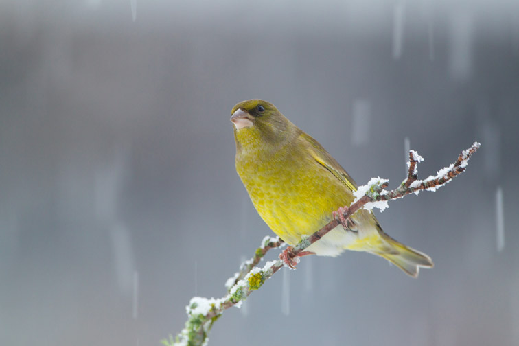 Greenfinch (Carduelis chloris) male perched on branch in snow, Scotland, UK